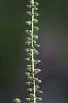 Common ragweed